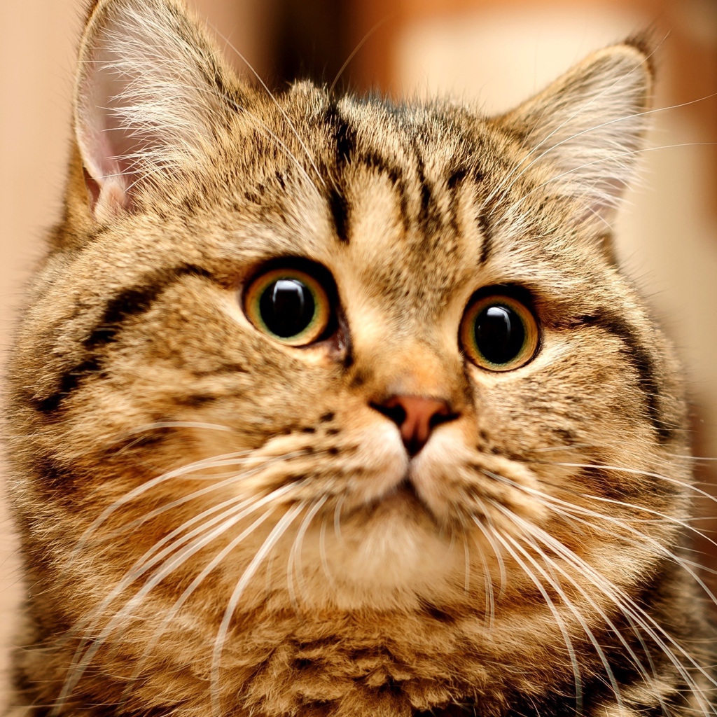 Большой серый кот с удивленным взглядом