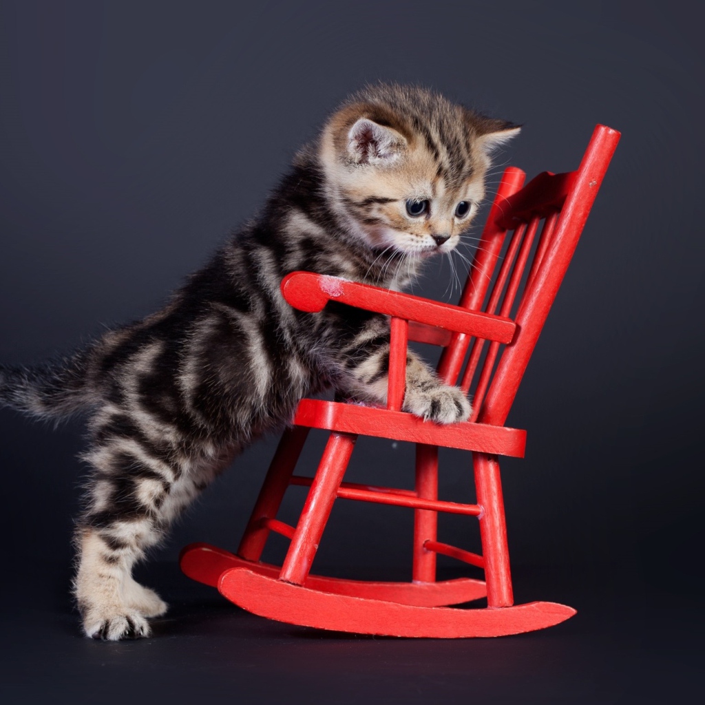 Маленький шотландский котенок на красном игрушечном кресле