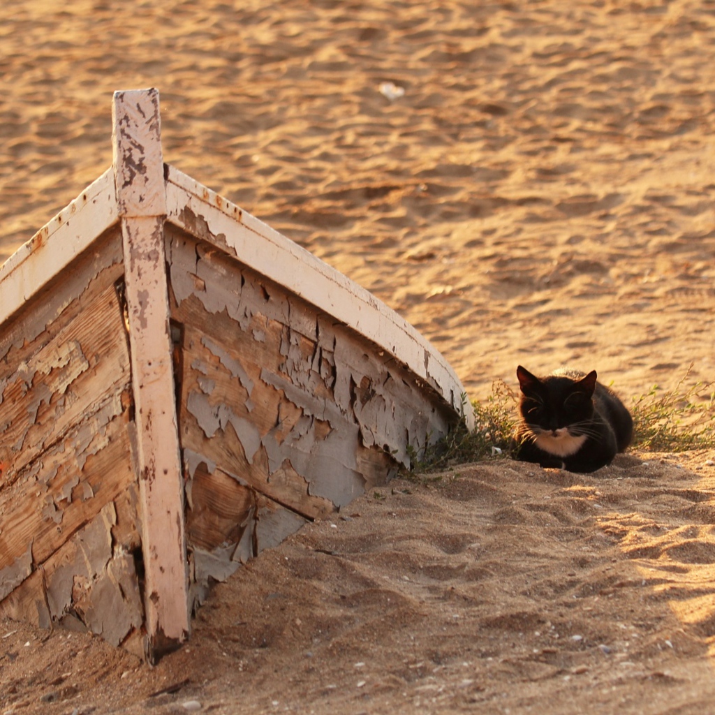 Little black kitten on the sand at the old boat