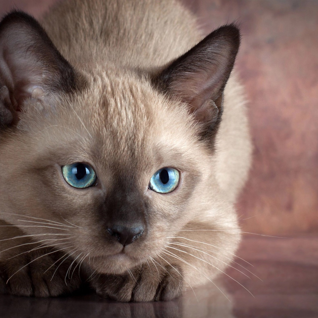Маленький голубоглазый сиамский котенок