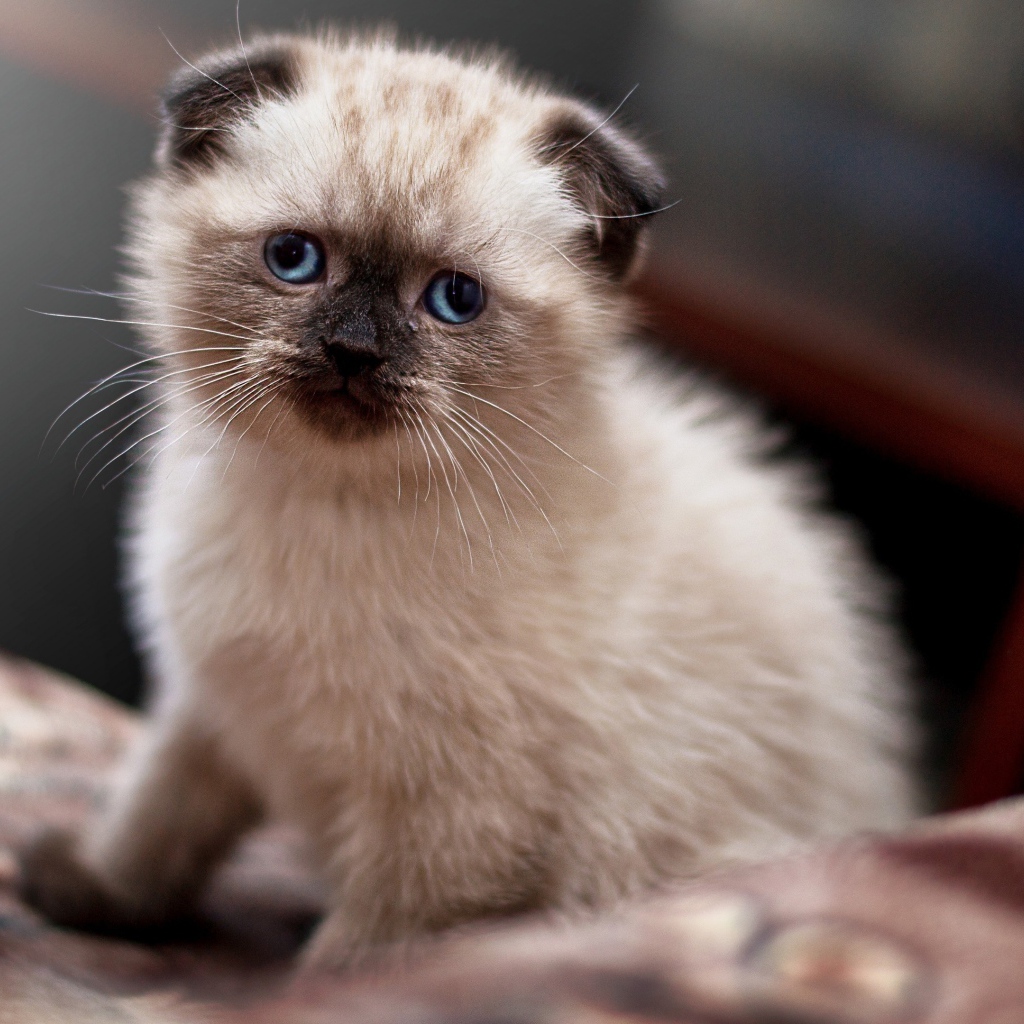 Маленький голубоглазый вислоухий котенок