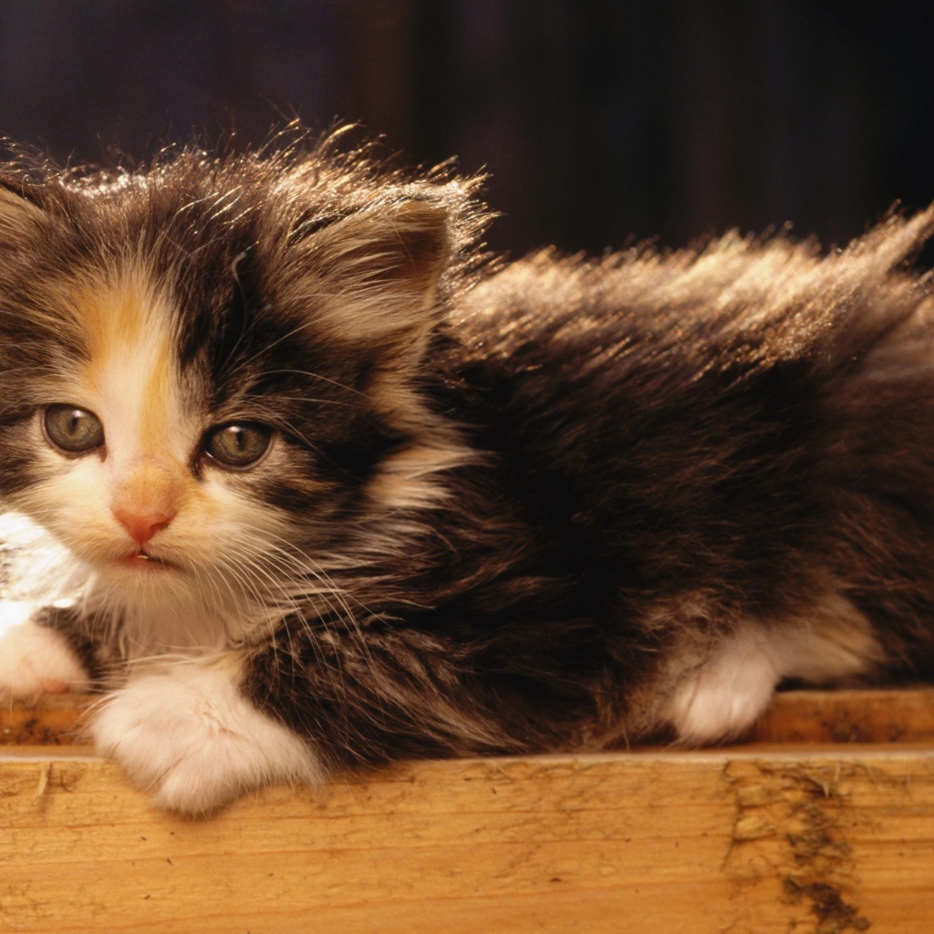 Маленький милый пушистый котенок в лучах солнца