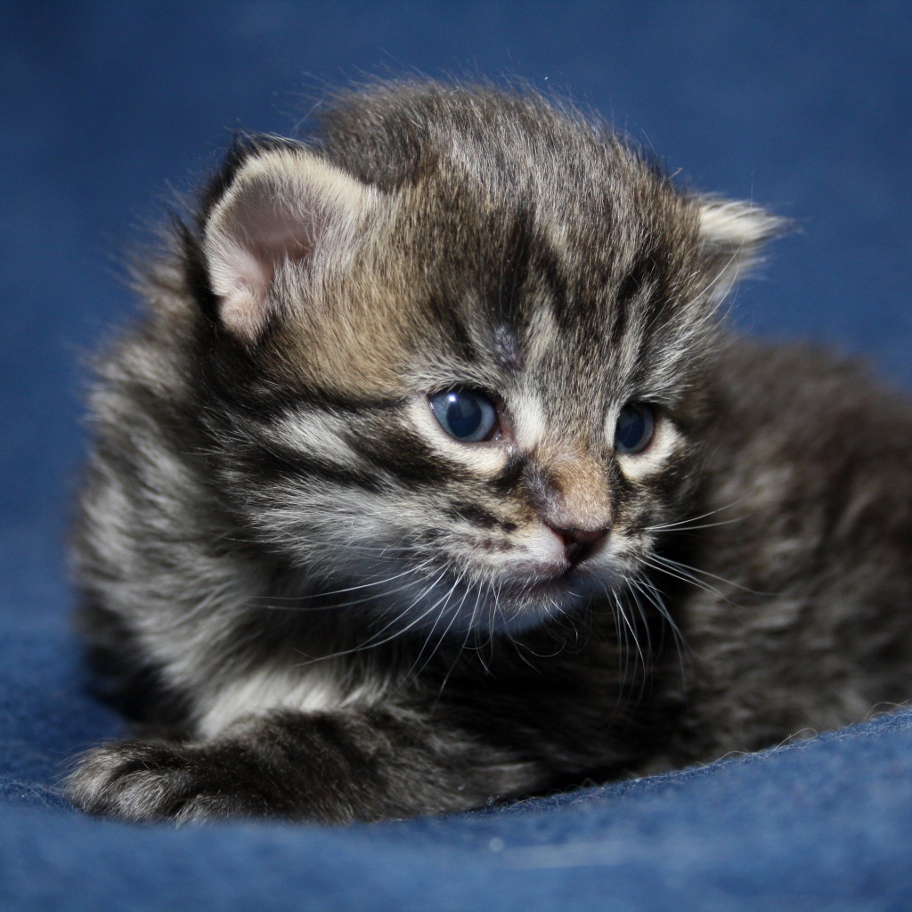 Маленький милый серый котенок крупным планом