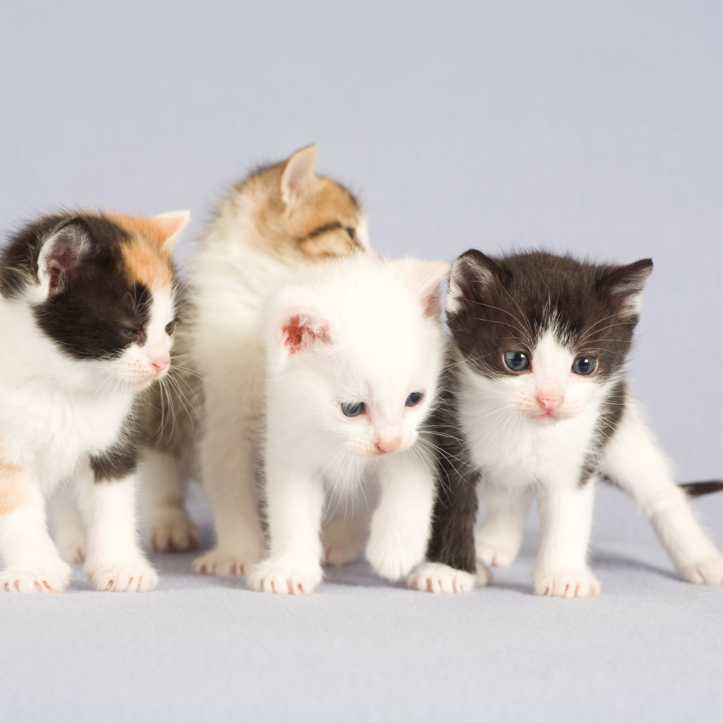 Little cute kittens on a gray background