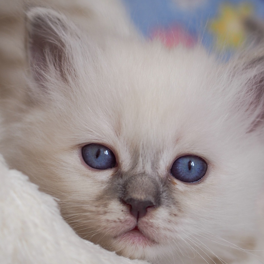 Маленький милый голубоглазый котенок