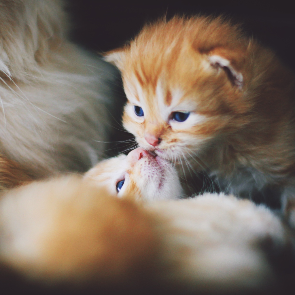 Маленькие милые рыжие котята