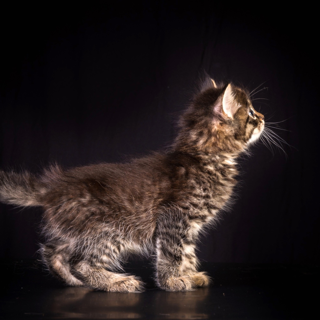 Маленький пушистый серый котенок на черном фоне