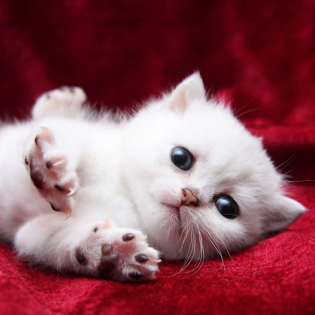 Маленький пушистый котенок турецкой ангоры