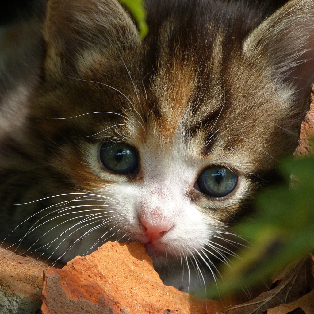 Маленький забавный котенок