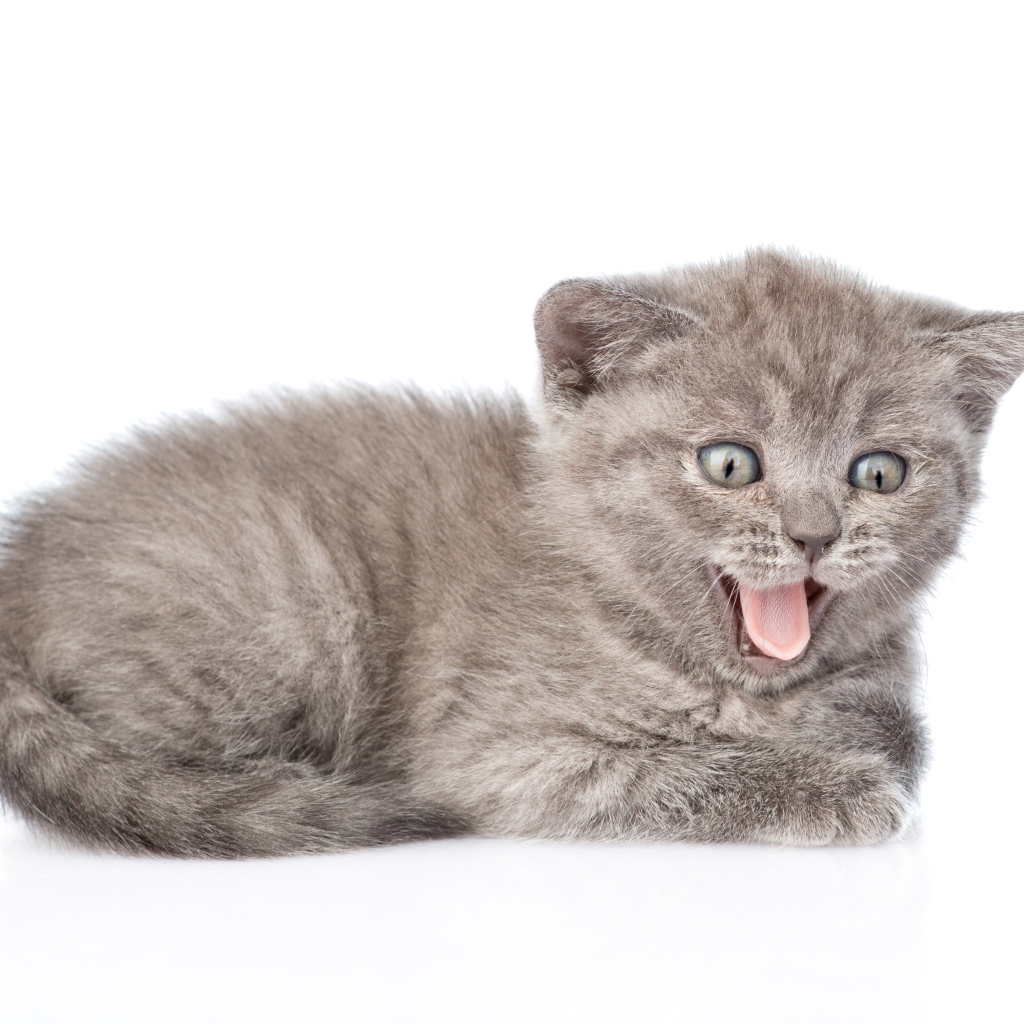 Маленький серый котенок в высунутым языком