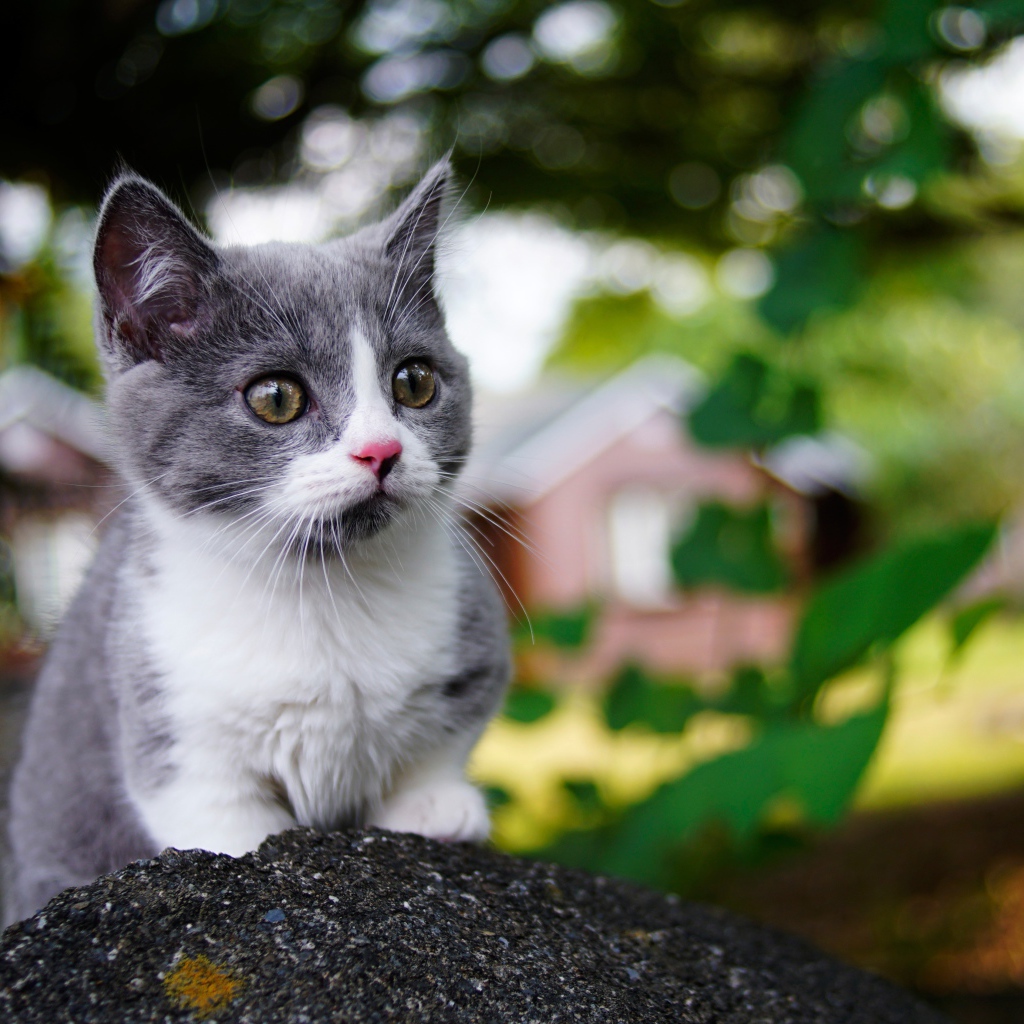 Маленький котенок крупным планом 