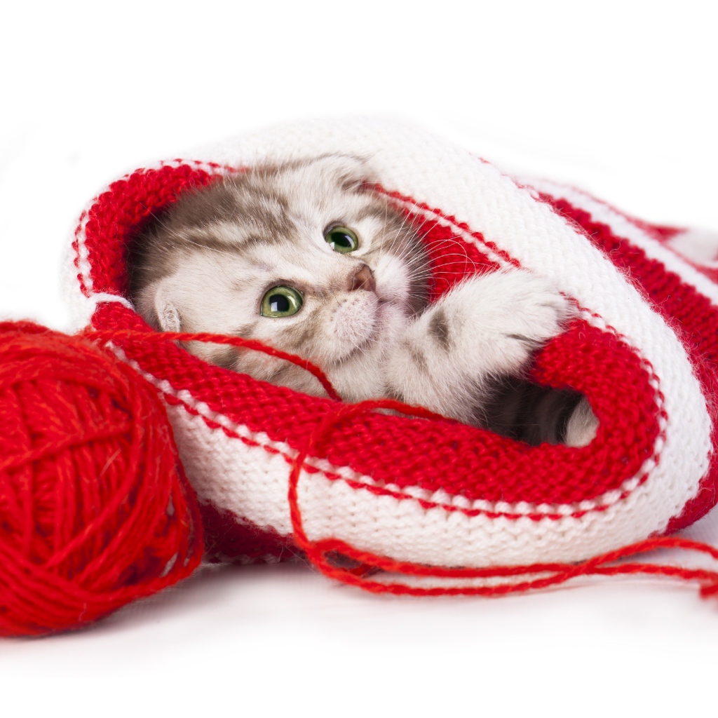 Маленький котенок спит в вязаной шапке