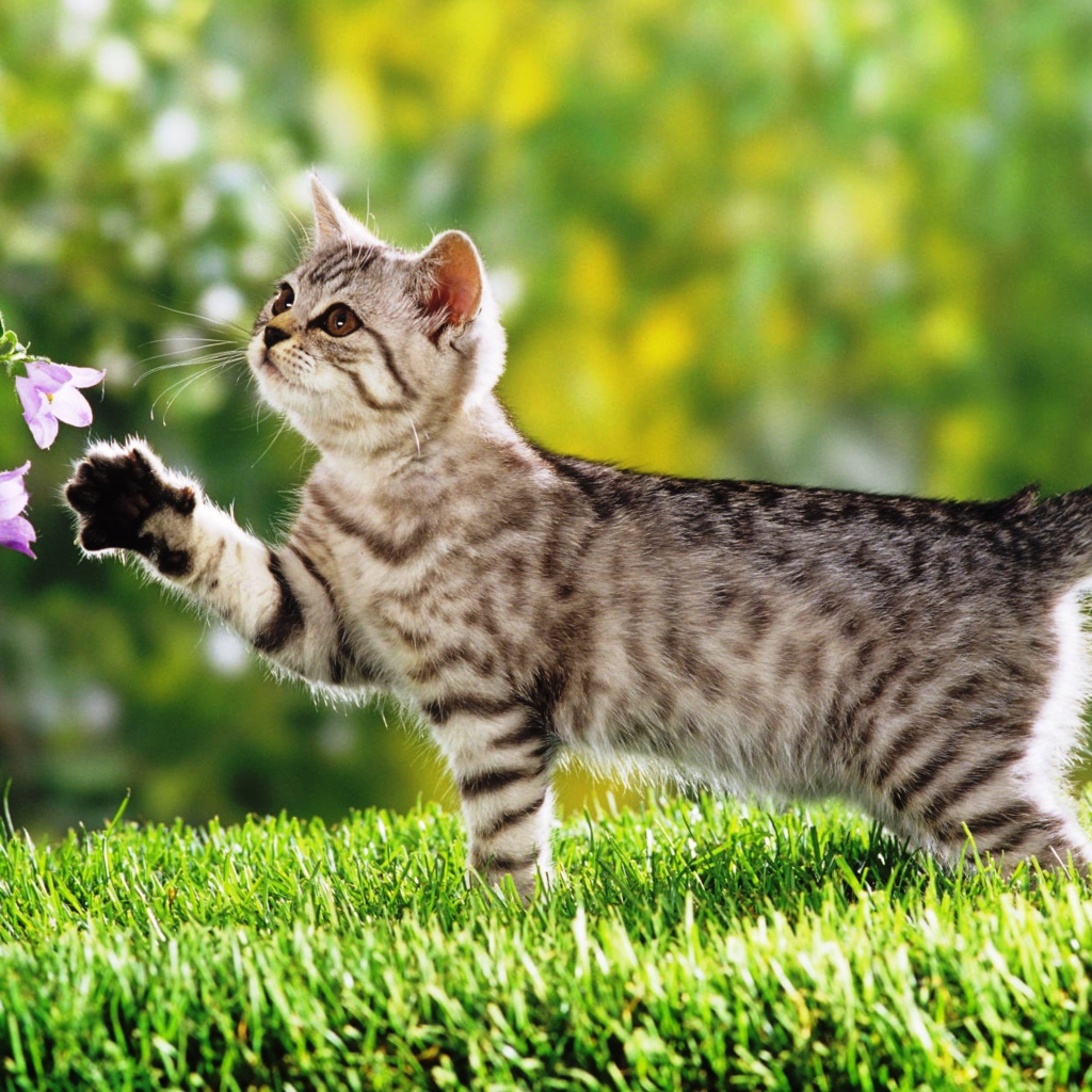 Маленький  котенок гуляет по зеленой траве