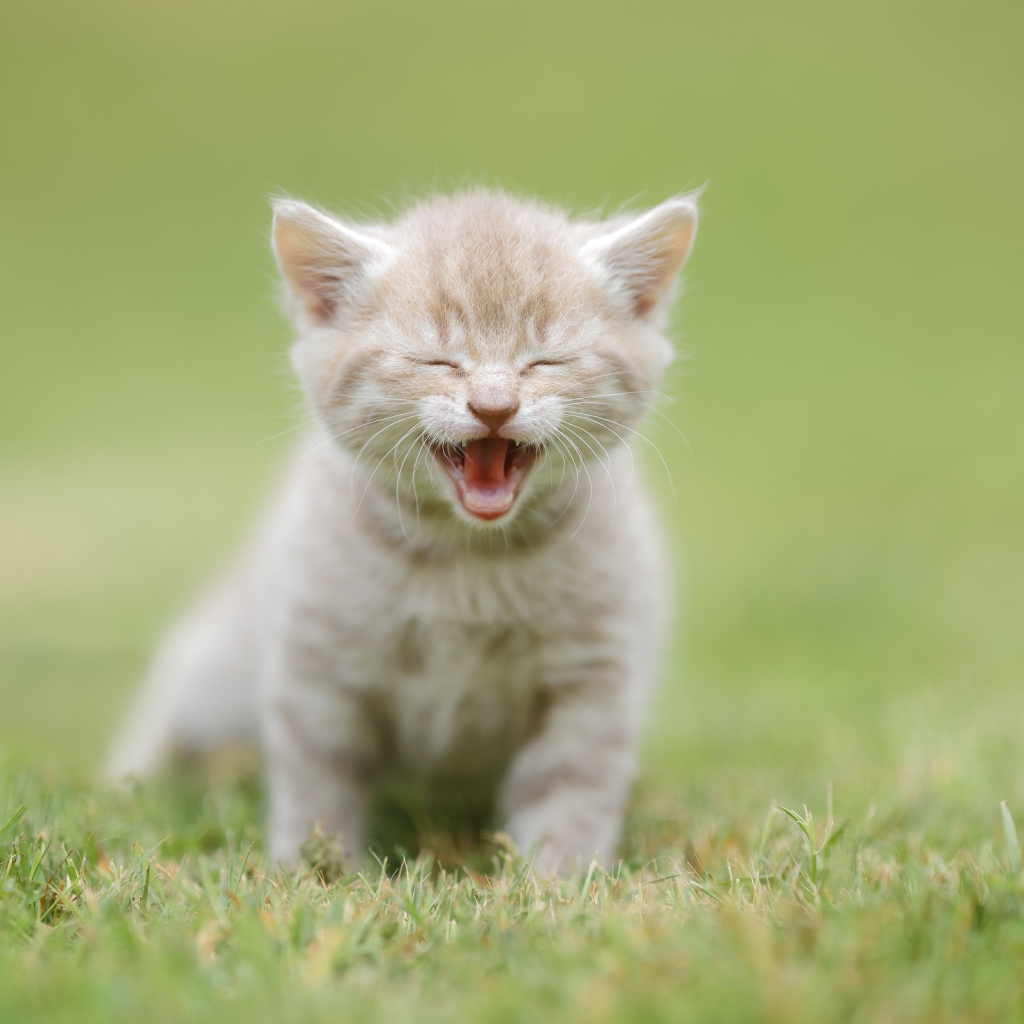 Маленький рыжий котенок на зеленой траве 