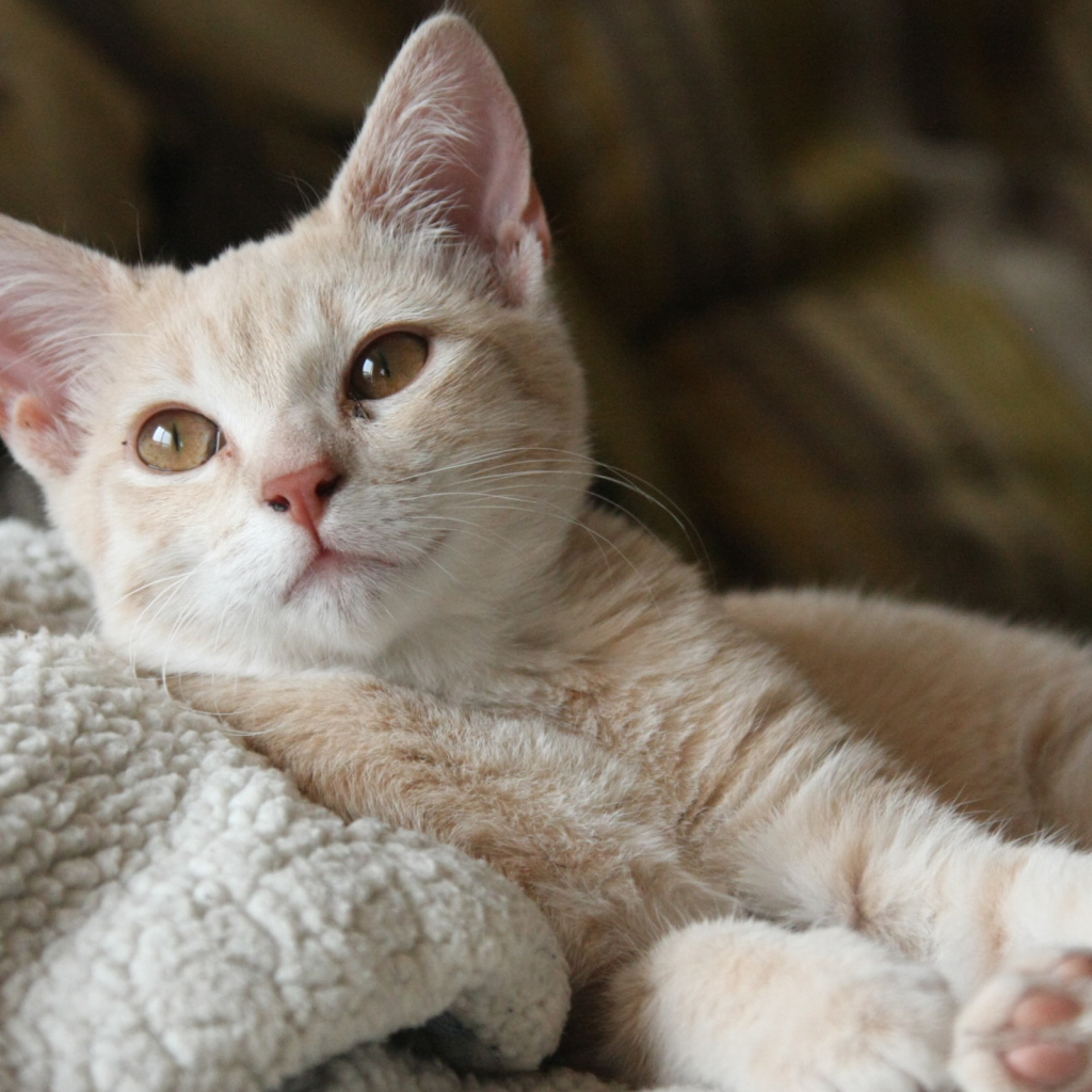 Маленький рыжий котенок лежит на теплой постели