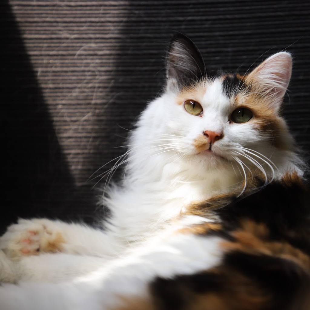 Взгляд красивой трехцветной кошки