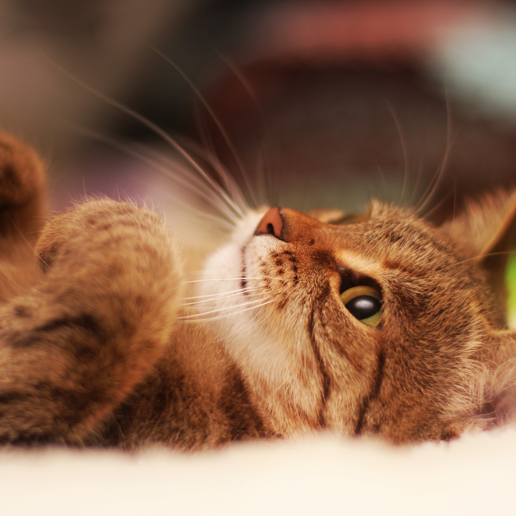 Милый кот лежит на спине