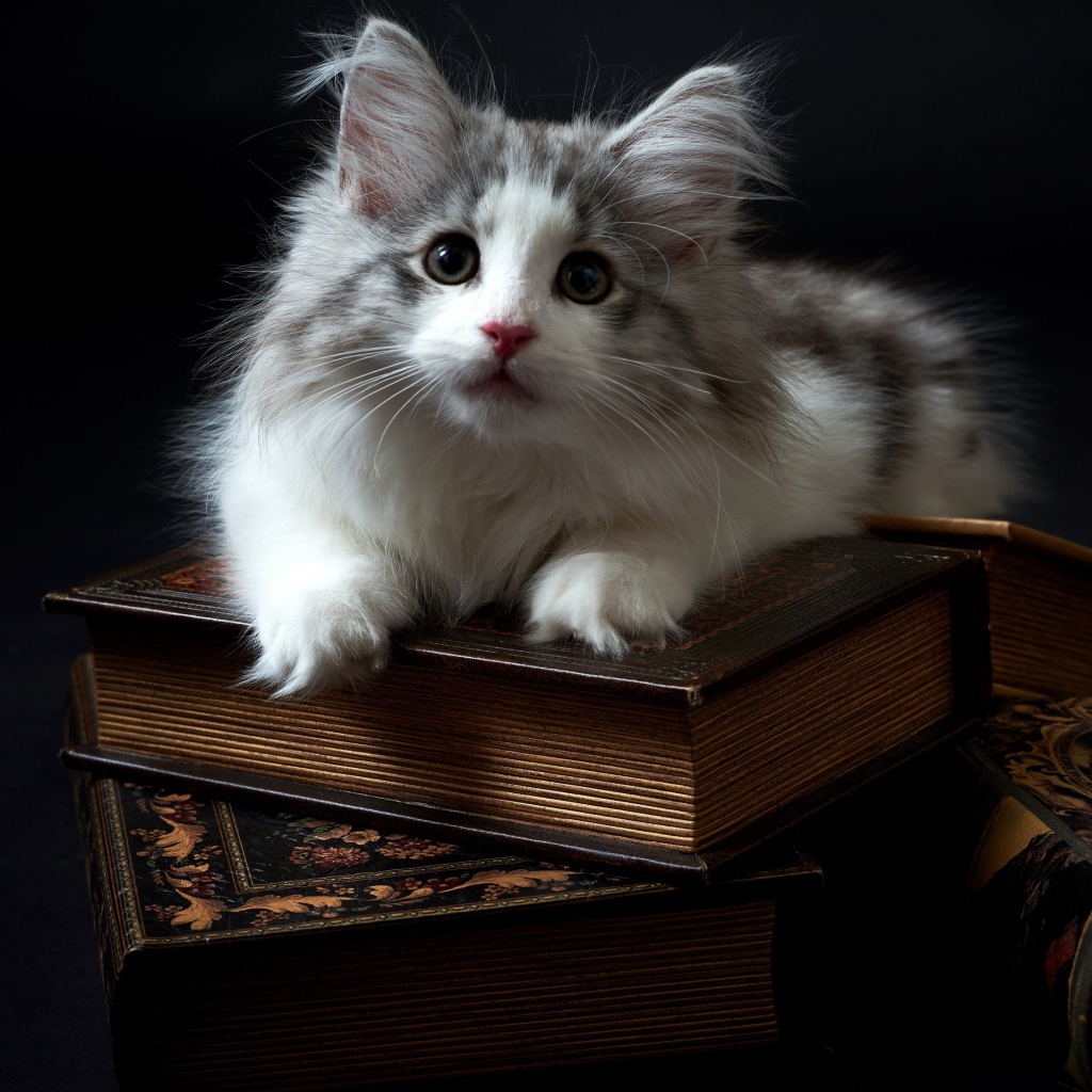 Котенок породы мейн кун лежит на книгах