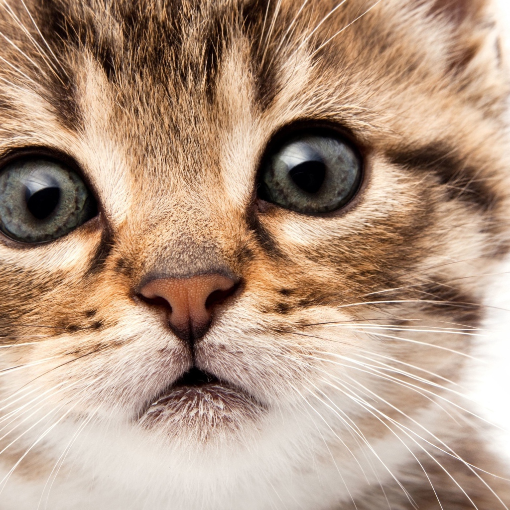 Морда маленького милого котенка на белом фоне крупным планом