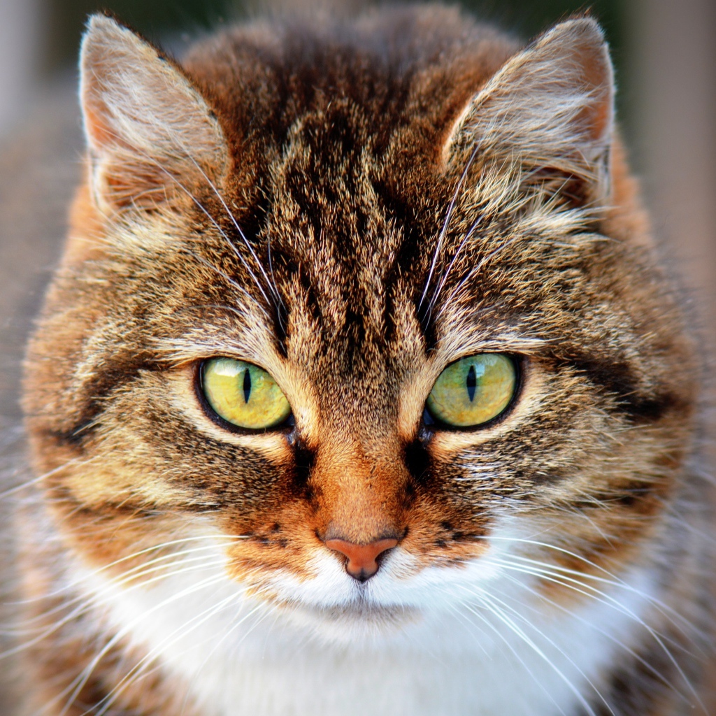 Морда красивого серого кота с желтыми глазами