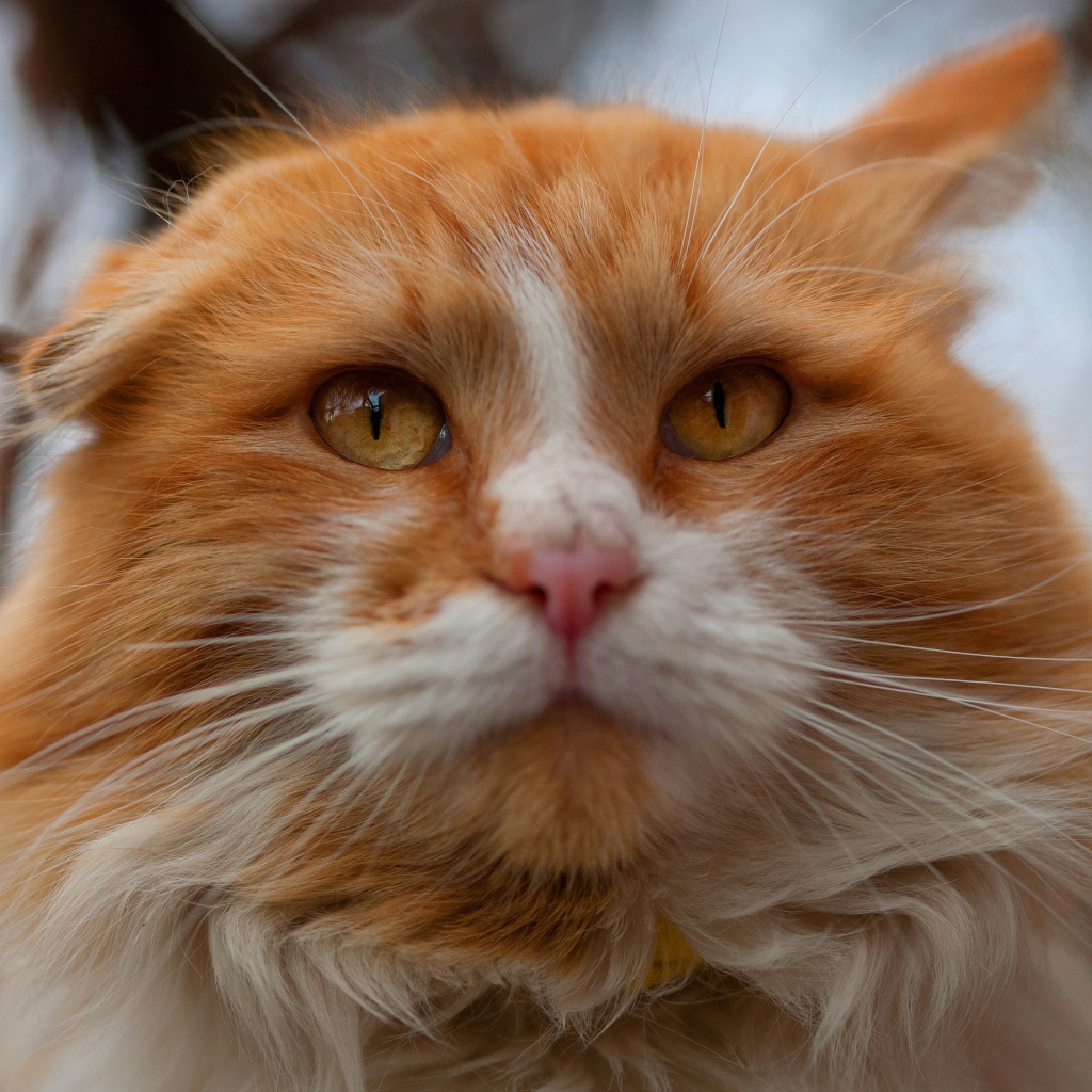 Морда красивого рыжего с белым кота крупным планом