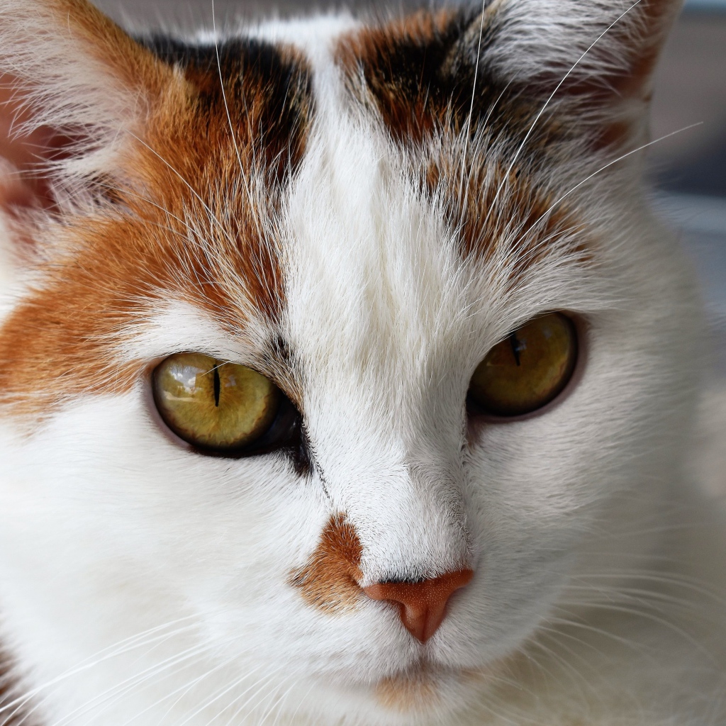 Морда кошки с красивым окрасом