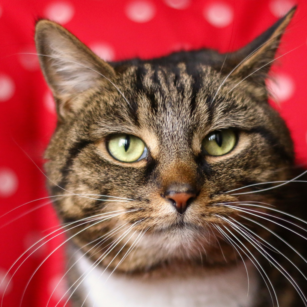 Морда серого кота на красном фоне 