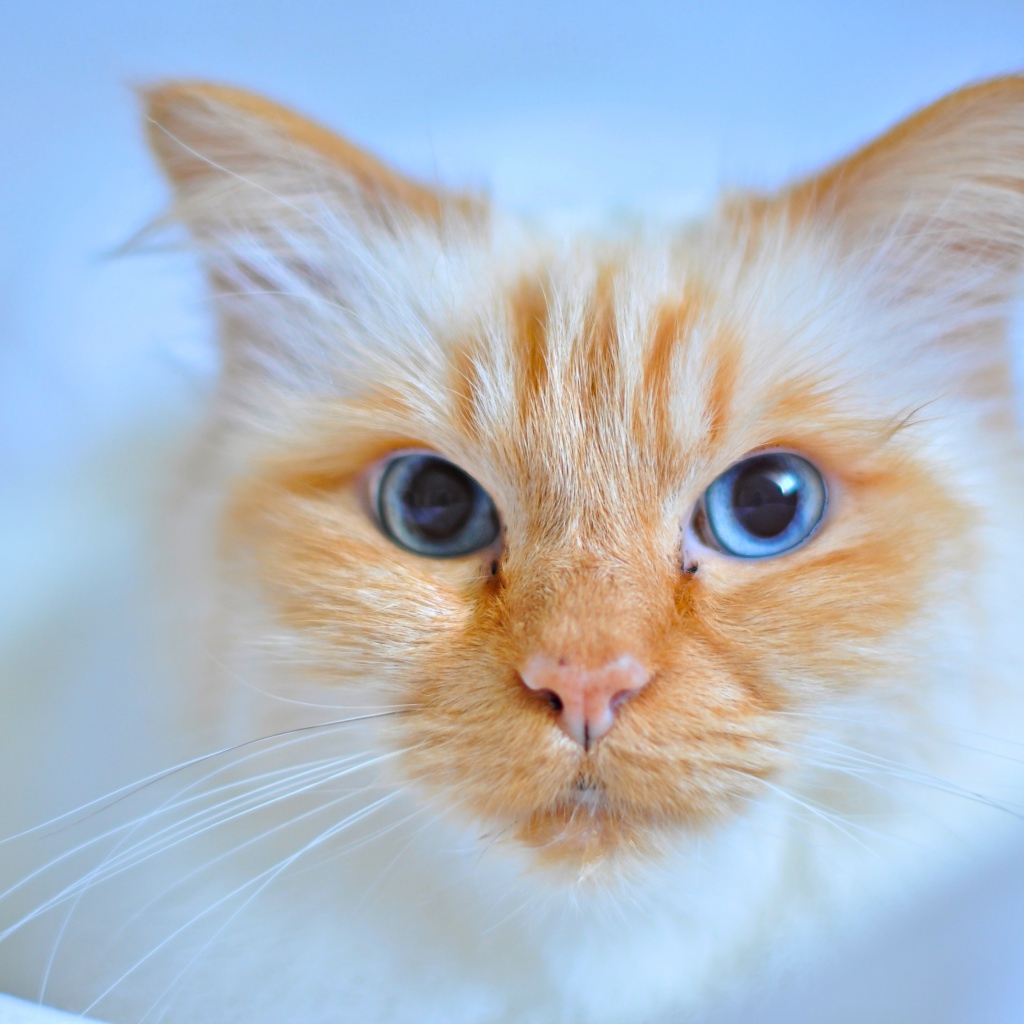 Морда рыжей голубоглазой кошки