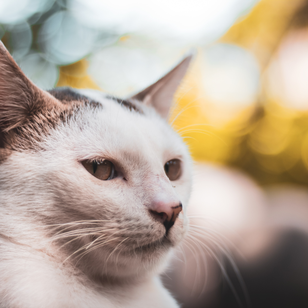 Морда белого кота крупным планом 