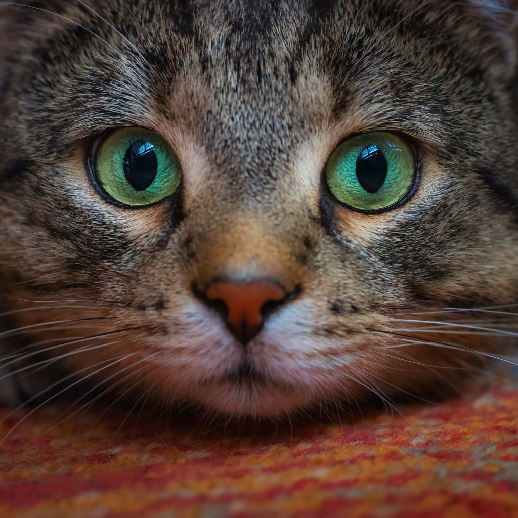 Морда зеленоглазого серого кота крупным планом 