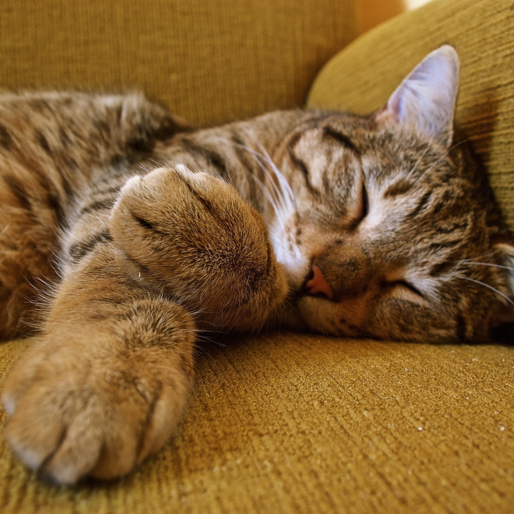 Милый серый кот спит на диване