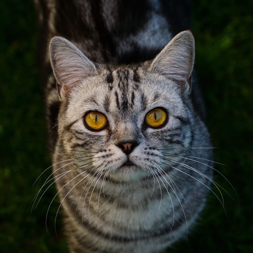 Породистый серый кот с желтыми глазами на зеленой траве