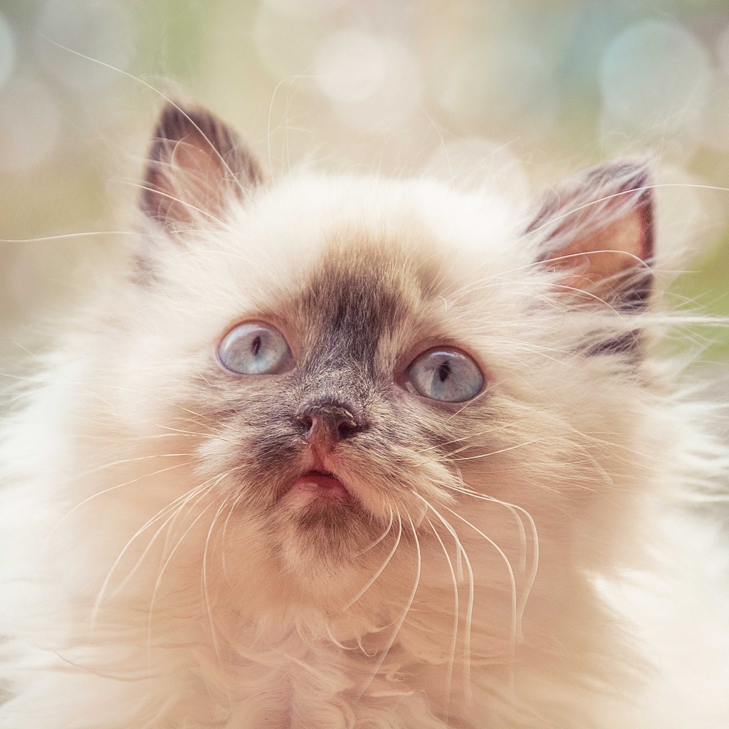 Породистый пушистый голубоглазый котенок