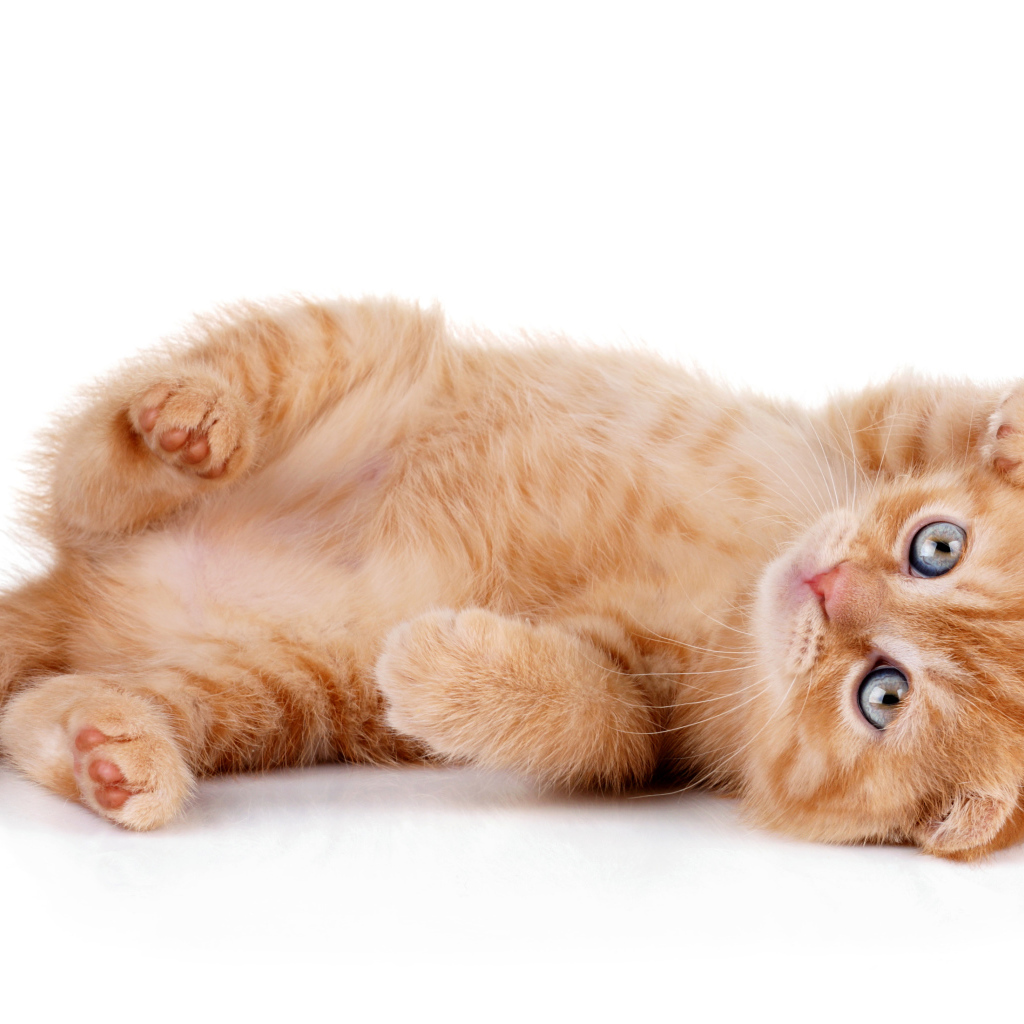 Породистый рыжий котенок на белом фоне