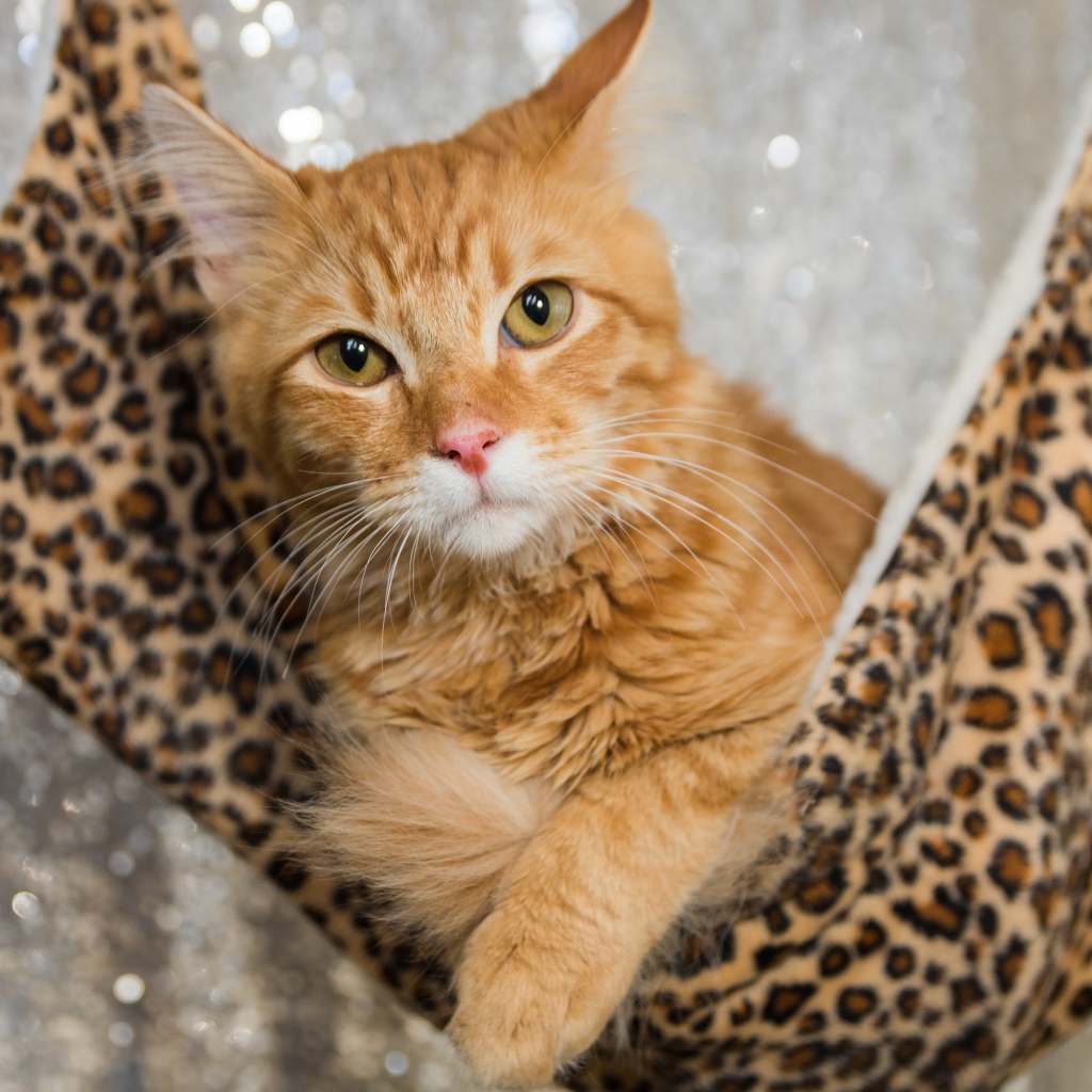 Рыжий красивый кот в гамаке 