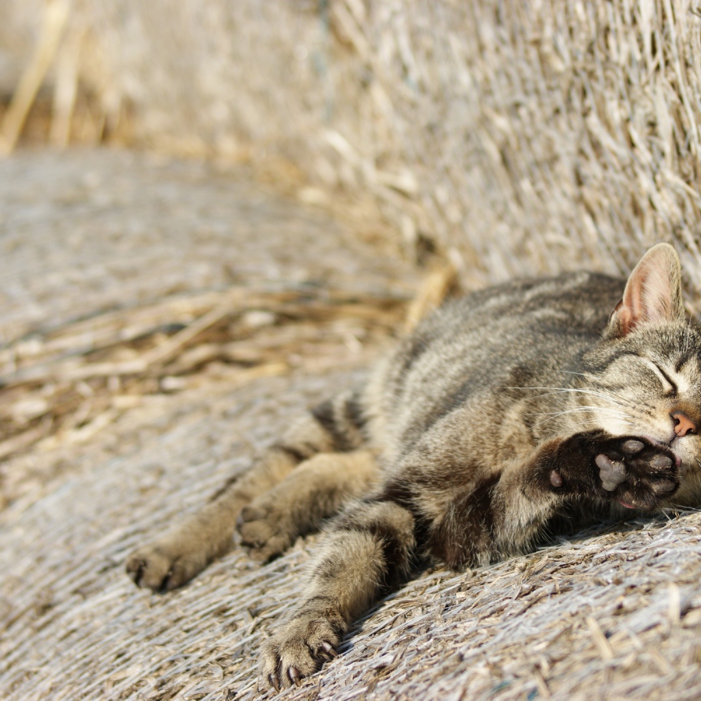 Рыжий котенок спит на сене