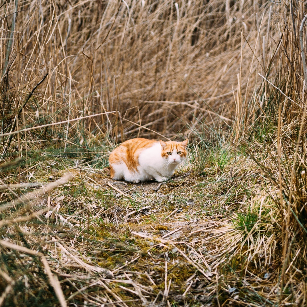 Рыже-белый испуганный кот в траве