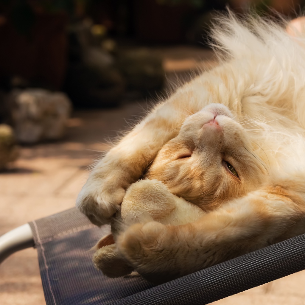 Рыжий кот спит на кресле 