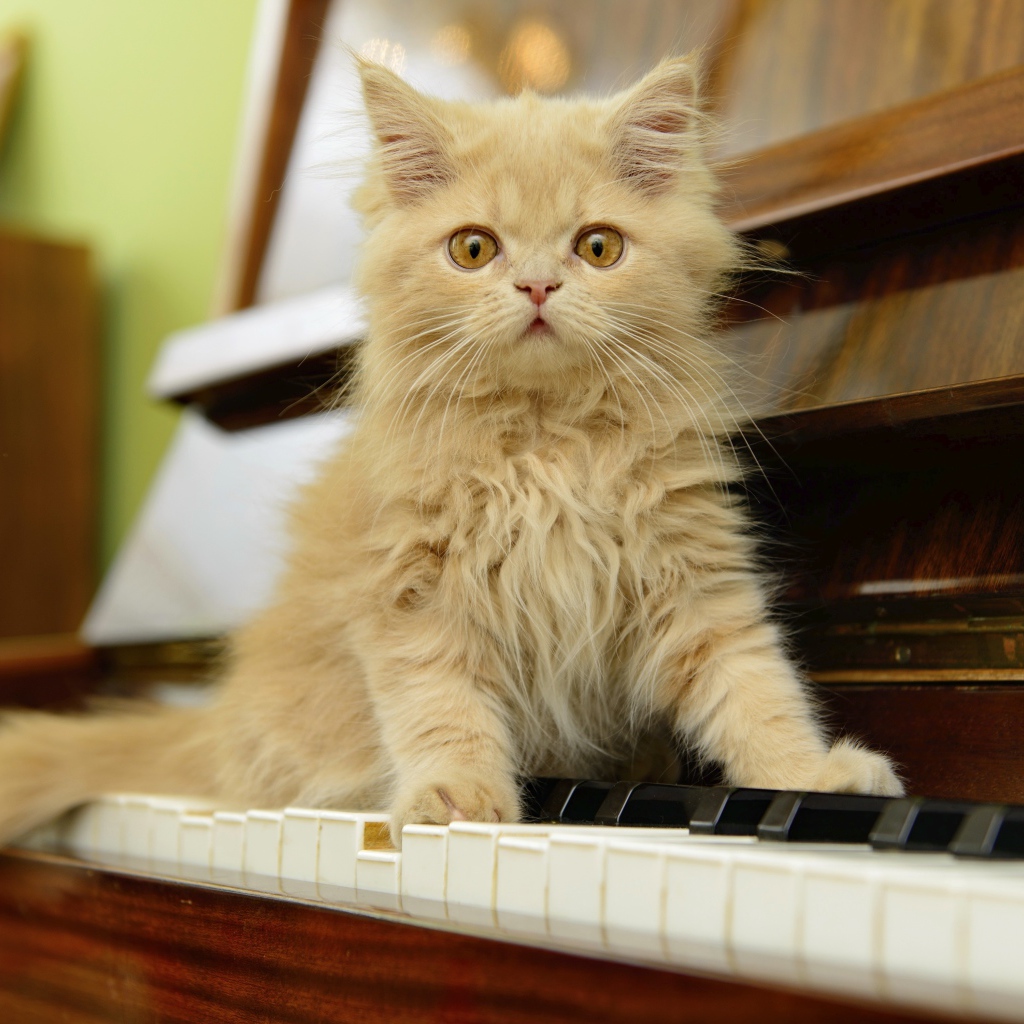 Рыжий персидский котенок сидит на пианино