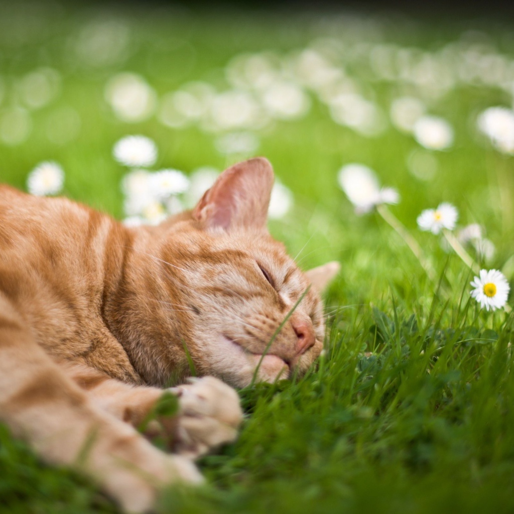Рыжий кот лежит на зеленой траве с белыми ромашками