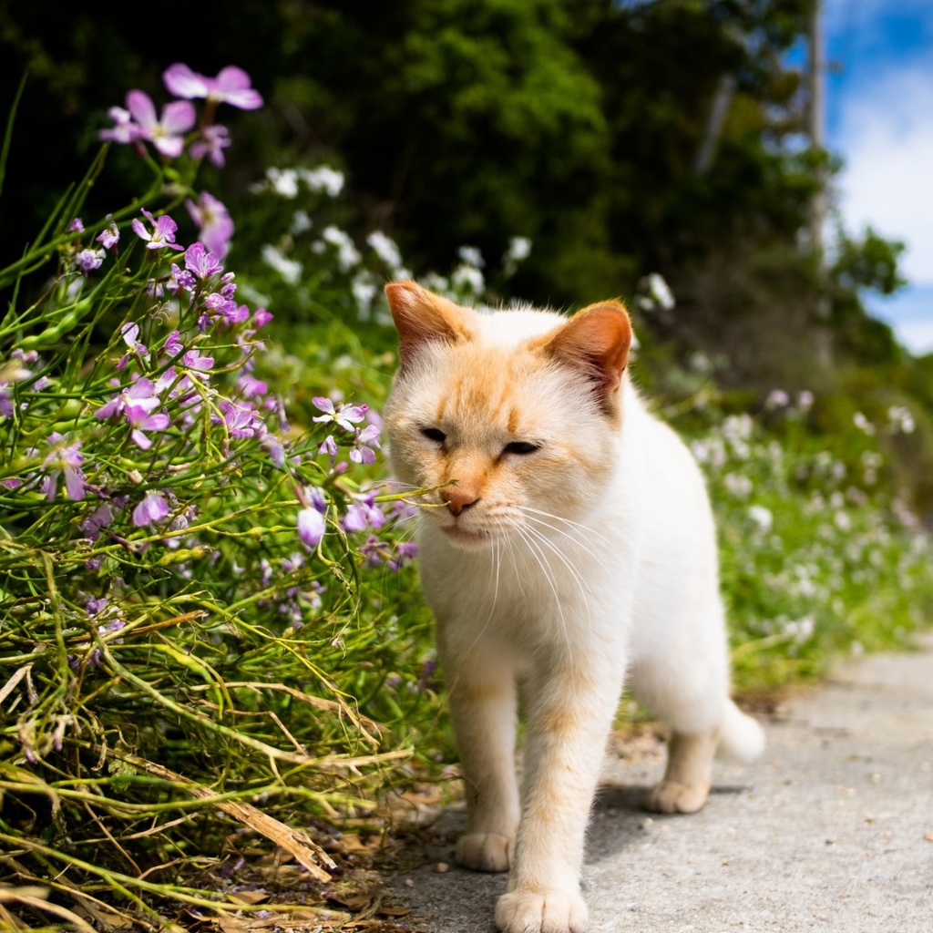 Рыжий кот рядом с цветами у дороги 