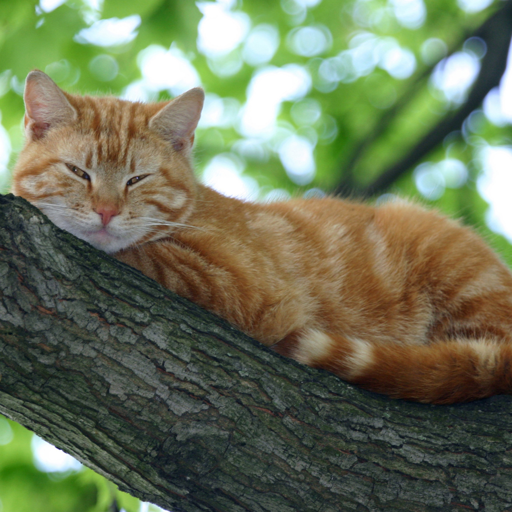 Рыжий кот спит на ветке дерева