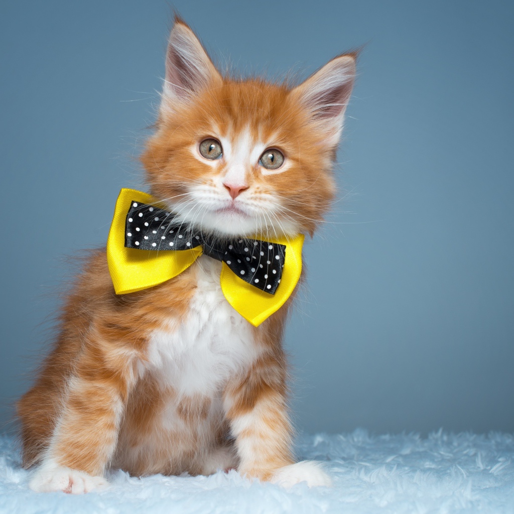 Рыжий котенок мейн кун с бабочкой на шее