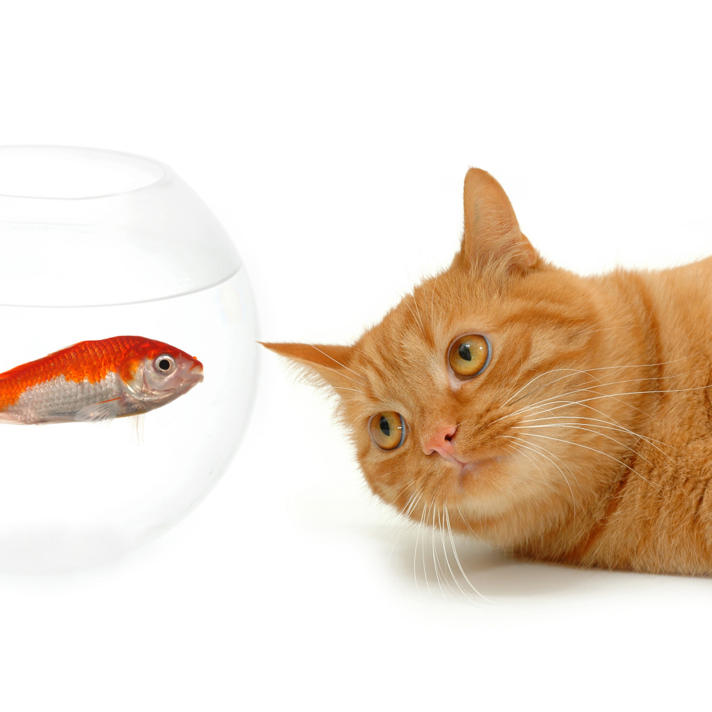Рыжий кот с золотой рыбкой на белом фоне