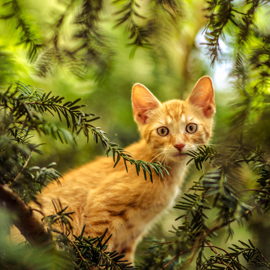 Рыжий любопытный котенок сидит в зеленых ветках