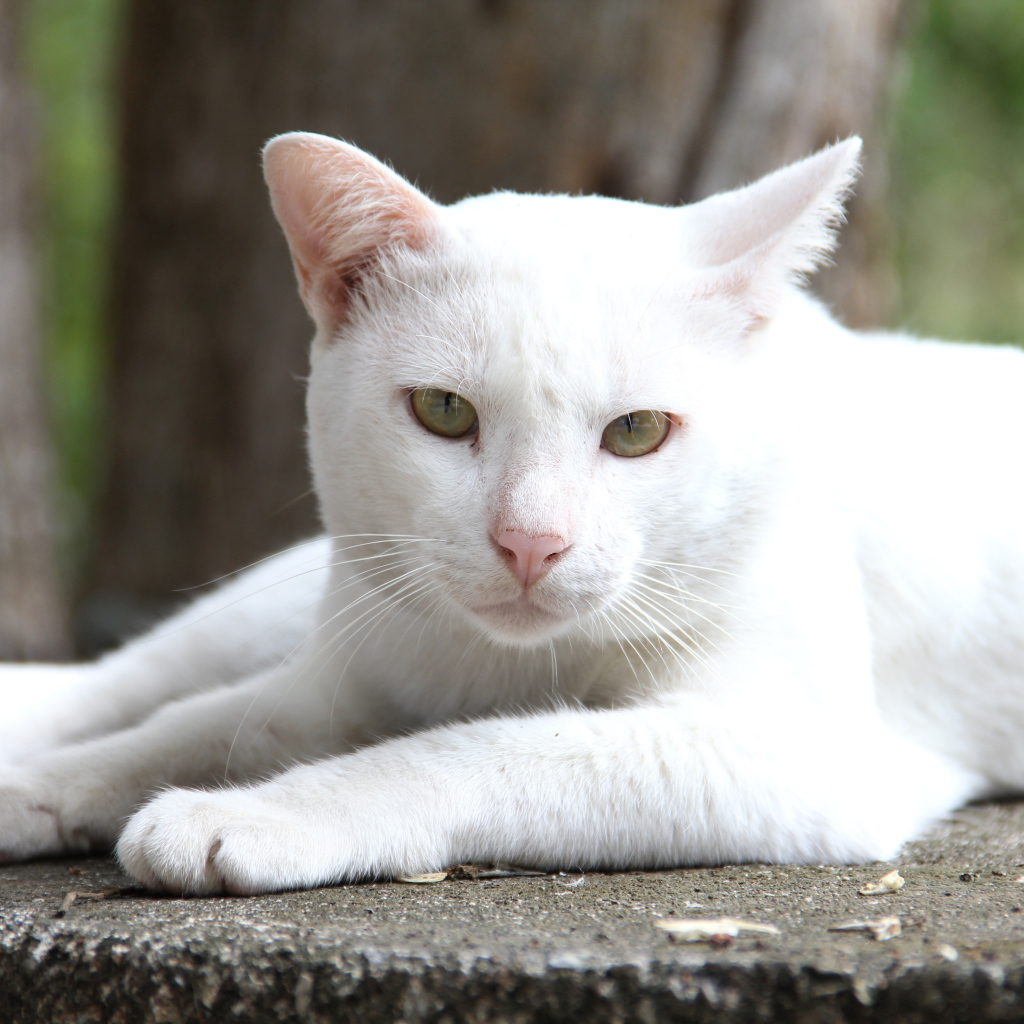 Грустный белый кот лежит на земле 