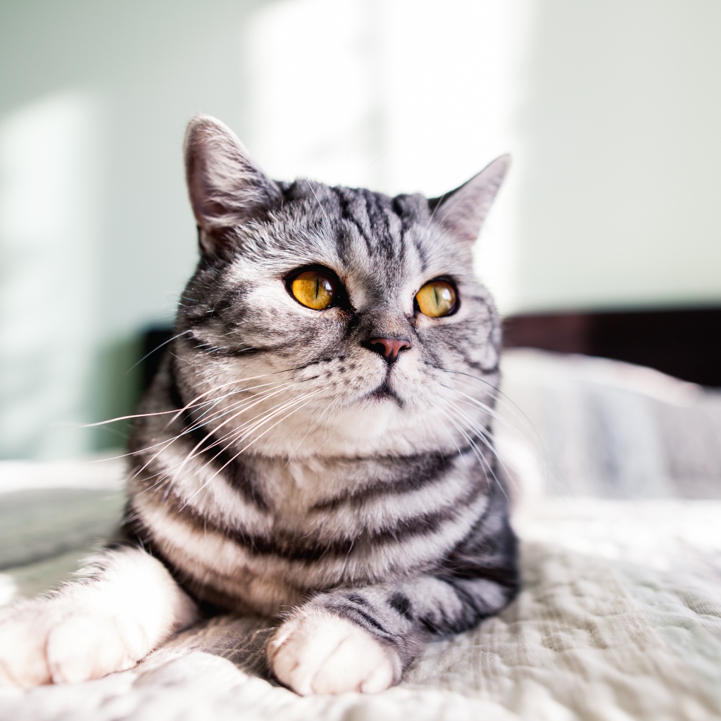 Шотландский кот лежит на кровати