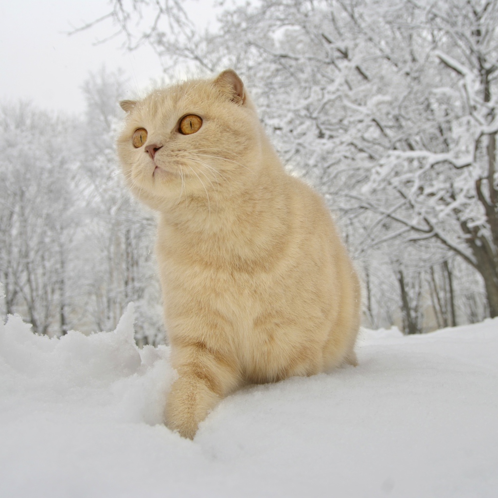 Шотландский вислоухий кот идет по белому снегу