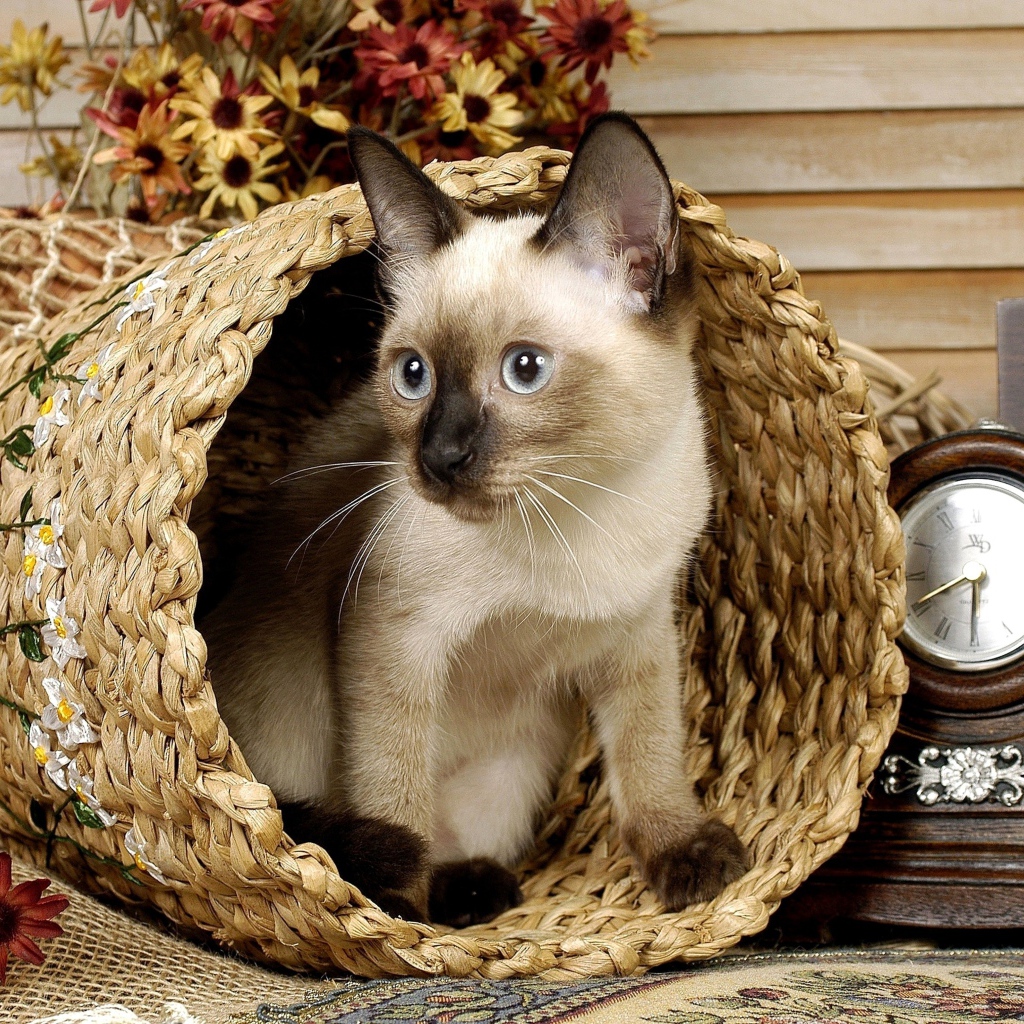 Сиамский голубоглазый кот сидит в корзине