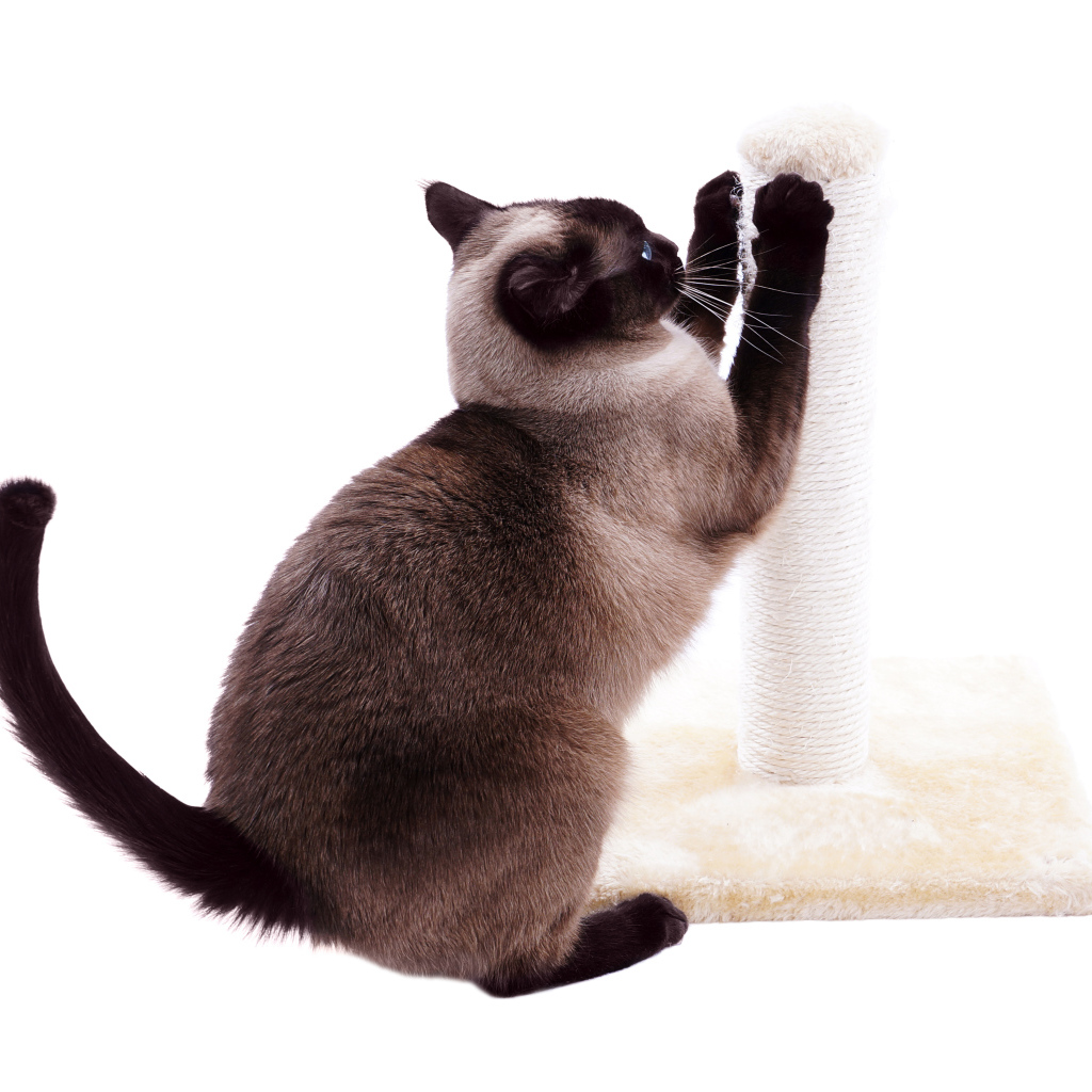 Сиамский кот точит когти на белом фоне